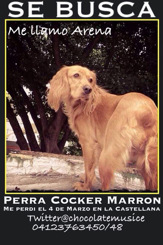 Mascotas_Ya's tweet photo. Ayúdanos a encontrar a Arena. Última vez vista en #lacastellana #ccs @ChocolateMusice http://t.co/cGWNmm9iPa