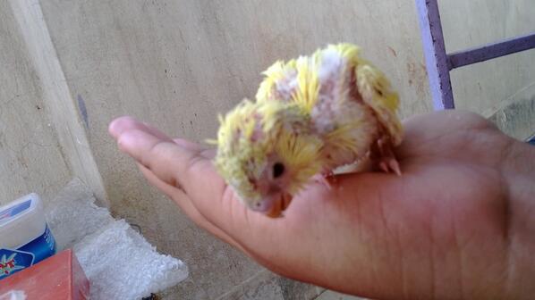 then tried to jump off my hand.. @tommostagrambu