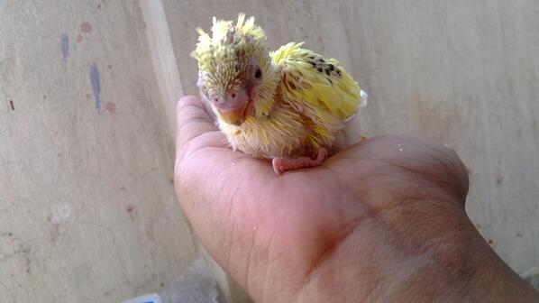 it looks really funny in this one haha @tommostagrambu