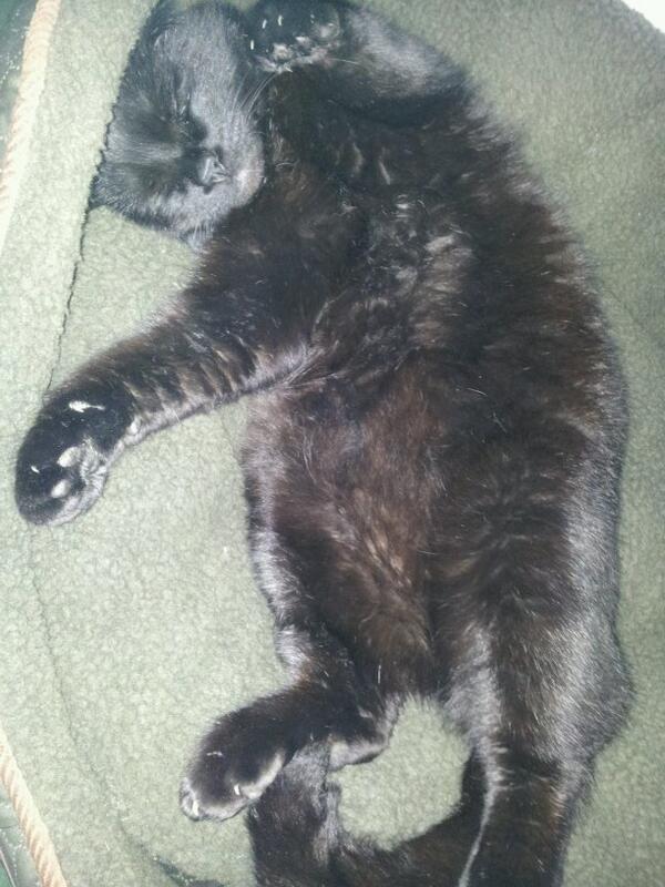 MrButtonDog's tweet image. Turns out the cat did creep in &amp;amp; steal my new bed! #catsvsdogs #jackthebedthief #fatcat #fatcatinLARGEdogbed