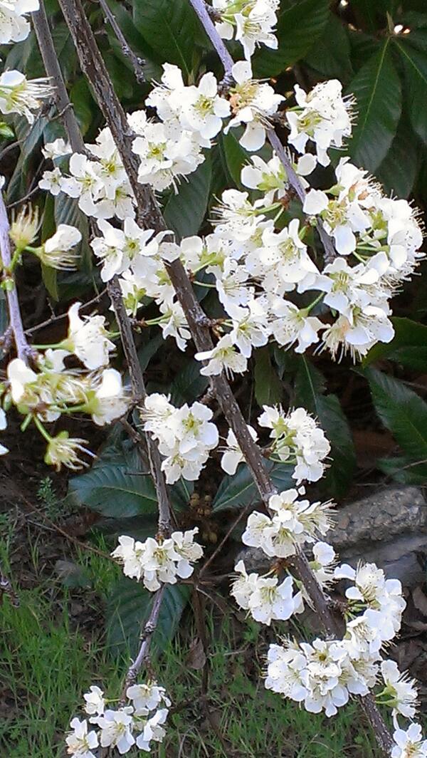 IlVoloSanFran's tweet image. Plum tree blossoms in our backyard. #almostspringtime