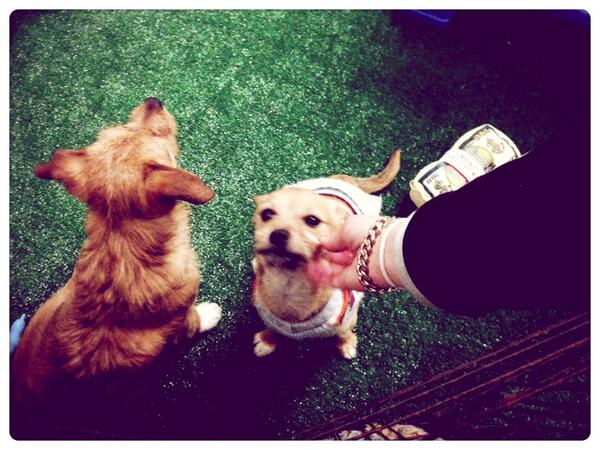 shoptoday's tweet photo. Breaking from screenings to get wasted at Puppy Hour. #SXSWbyDC #SXSW14 http://t.co/bFet5SEPiX