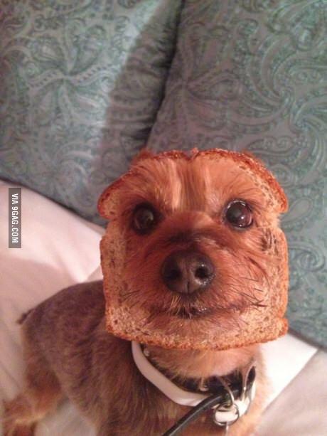 Half-dog Half-bread 9gag.com/gag/aM1OeNM?re… via <a href="/9GAG/">9GAG ❤️ Memeland</a>