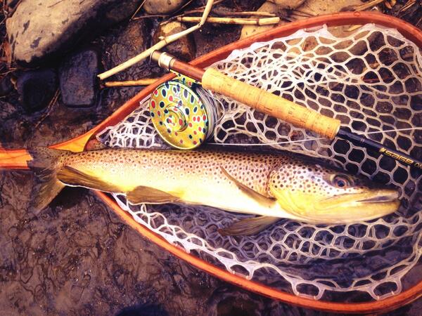 MontanaFlyCo's tweet photo. Great shot, thx @aaronjasper9: This brown just had to check out the reel the hard way! @MontanaFlyCo http://t.co/ZCfBf9BnSo #fishobsessed
