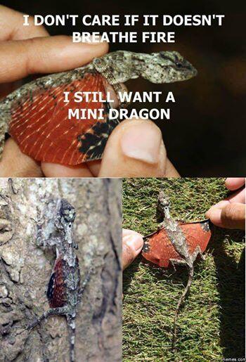 CauseWereGuys's tweet photo. RT if you want your own dragon http://t.co/6nLbUYknmH