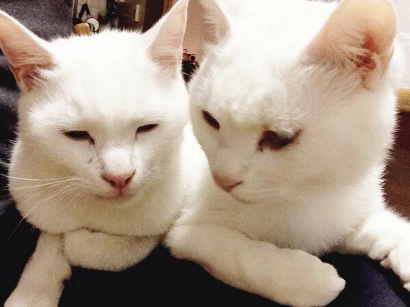 snowpatch1's tweet photo. 5週間ぶりに弟のパッチ(右)と再会したスノー(左)。
弟のパッチは昨日までスノーに対して威嚇していましたが、やっと兄だと気がついたのか、仲良く寄り添い始めました。これで一安心。 http://t.co/CotL2i0lQU