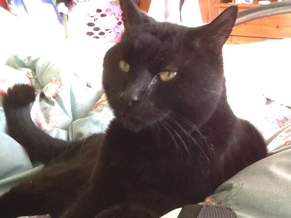 julialawrencex's tweet photo. Dave the cat pestering me now oh well better get up !!!!! http://t.co/jWUsQkzxhp