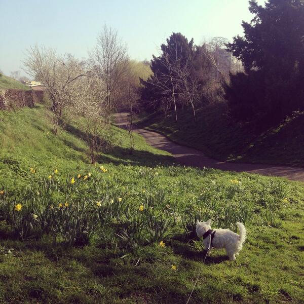 FrancescaM_87's tweet image. Boogles loves the smell of daffodils #sunnysunday #boogles #westies