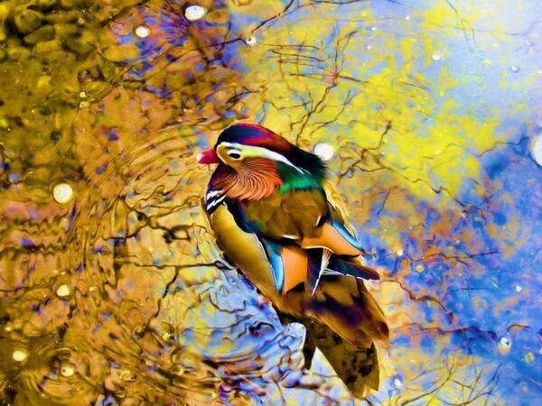 Gabriele_Corno's tweet photo. "Rainbow", Mandarin duck #Colors http://t.co/mnz2hs5kc4