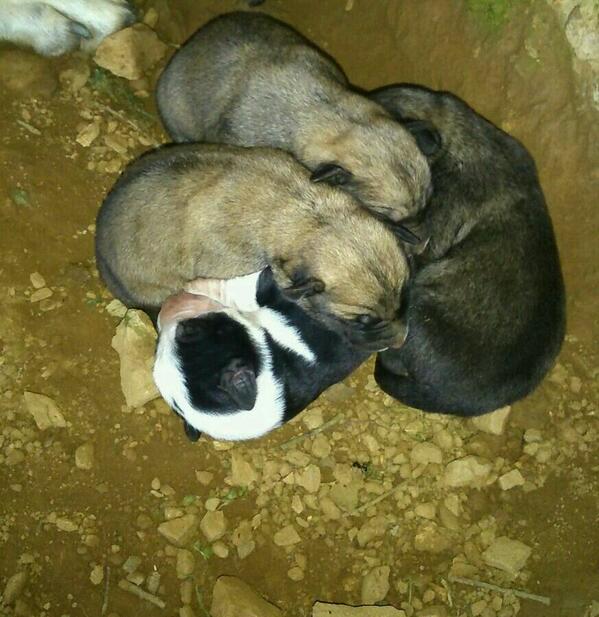 <a href="/julia_otero/">Julia Otero</a> AYUDALES CON UN RT PORFAVOR.CACHORROS DE MASTIN EN UNOS DIAS LOS MATAN Y NO ES BROMA!! Cto: 629906352