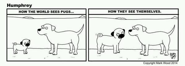 DenathePug tweet picture