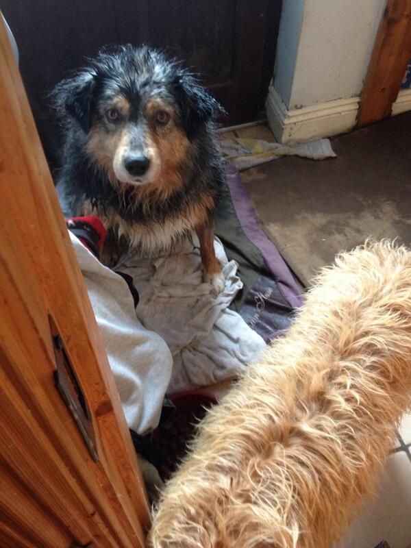 annieraerandom's tweet photo. #bathtime http://t.co/uDvcd4GClG