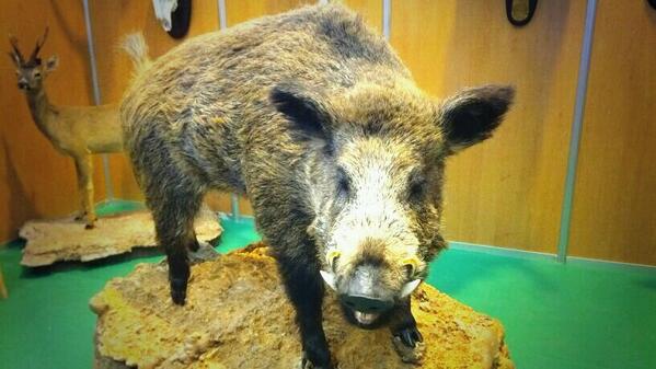 <a href="/EsenciaMontera/">Esencia Montera</a> <a href="/MtzCubells/">cazayaguardos</a> <a href="/fcmm20/">Edna Delaney</a> @GrandcheV8 <a href="/rincondecaza/">Rincón de caza</a> <a href="/pamadavid/">david</a> <a href="/Cazaycampo1/">blog Caza y Campo</a> <a href="/cazapasion/">Caza Pasión</a>  Feria Captur