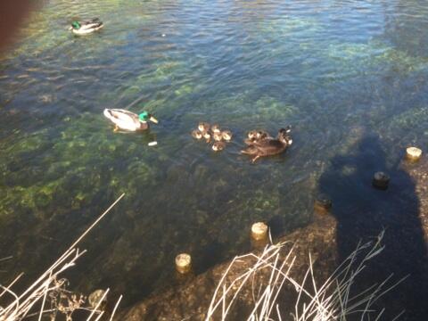 ianblack3060's tweet photo. Ducklings on the Slea.
Spring has sprung. http://t.co/dJlD8qg0KK