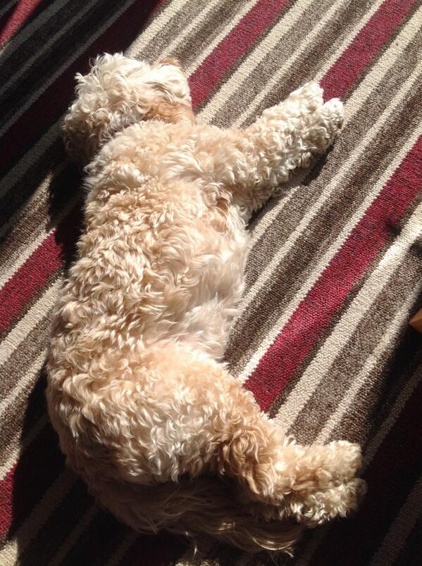 Bailey_Cockapoo's tweet image. Mmm, sunshine :-)