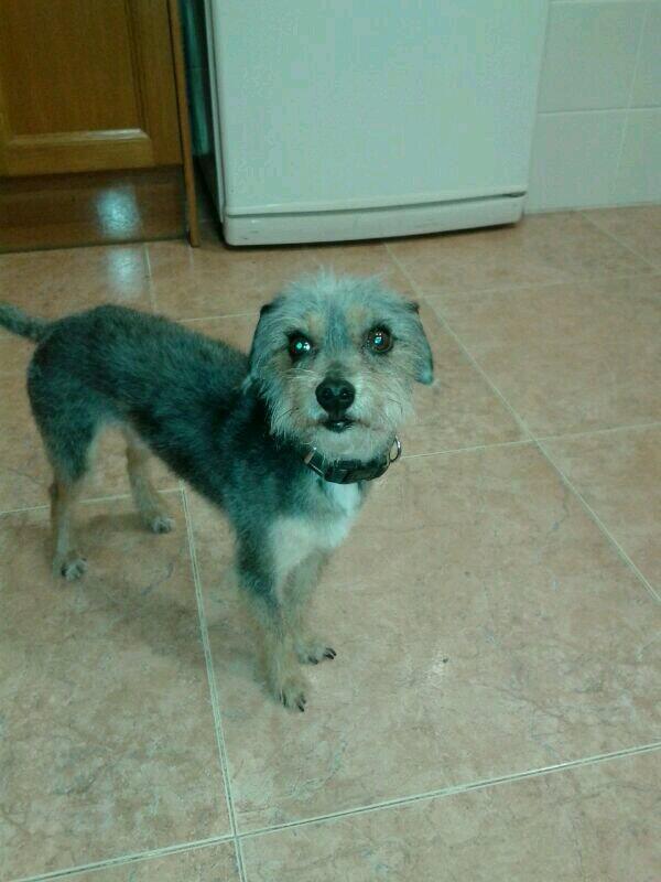 mariiadire's tweet photo. S'ha perdut el gos dels meus cosins! Li diuen Nino, és poregós,porta xip i és aquest! Si el veieu digau-me algo! http://t.co/aVusFCeZyw