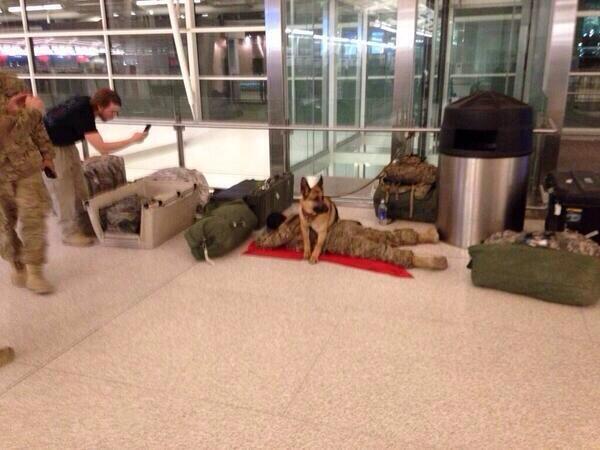 dogs_pal's tweet photo. Beautiful http://t.co/TQWo1EUckv