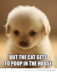 ShafferAlicia's tweet photo. so cute http://t.co/K5xWVAejSp