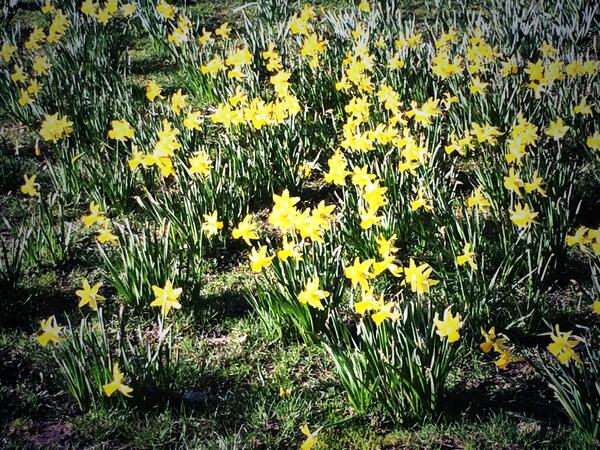 Tuckshop's tweet photo. Spring has sprung! http://t.co/YQkGp5XBTU
