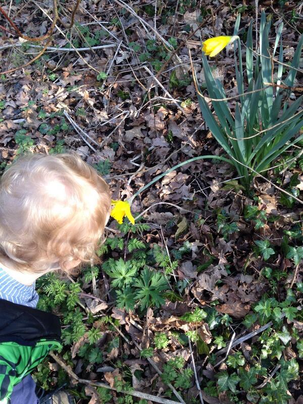 Chrisw00dcock's tweet image. #springinfullswing lad n dad time - Jasper smiling a daffodil