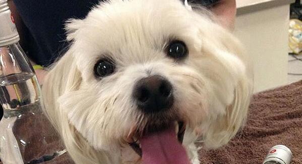 antena3com's tweet photo. Charlie, un terrier maltés, sobrevive a una intoxicación con anticongelante gracias al vodka http://t.co/4VDwMUTNhI http://t.co/okLqmvUZXH