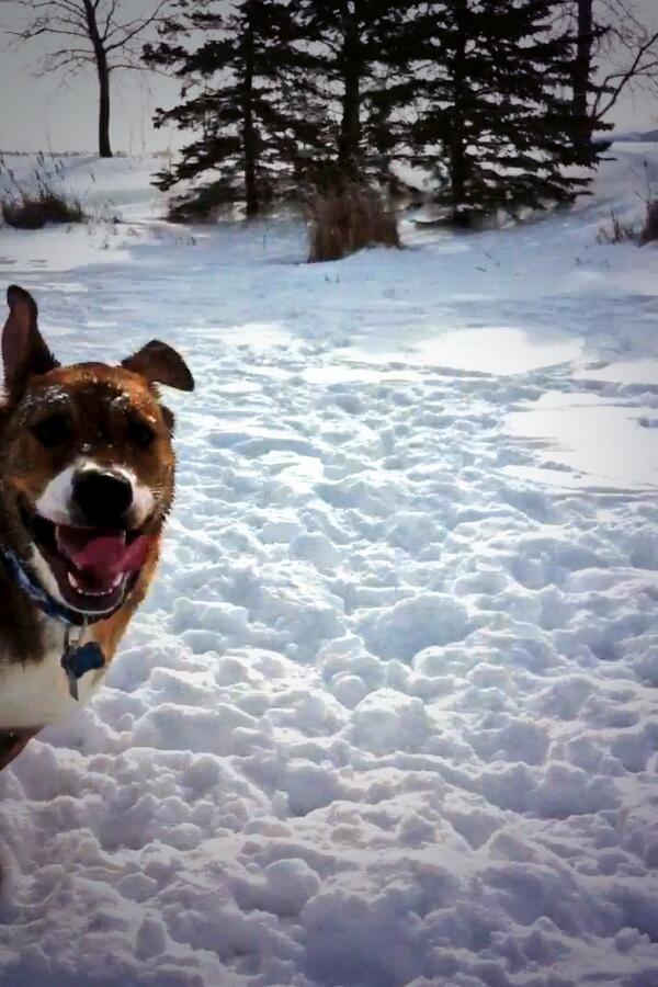iLoveDogsInc's tweet photo. BOL! RT @hobbes_23: Hi Mum! What are you taking a pic of? #sundogsunday @funnyanimalz @iLoveDogsInc @caninepeace http://t.co/P5KolEC85M