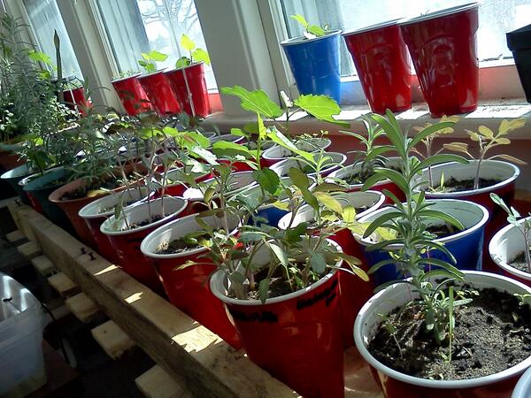 locavorefw's tweet photo. A shot of my sunroom near Northside Park in Fort Wayne on this beautiful sunny day. http://t.co/EzyVD6Ysku