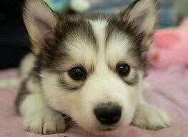 Ebony69145's tweet photo. So cute......... http://t.co/VvALgJZgtu