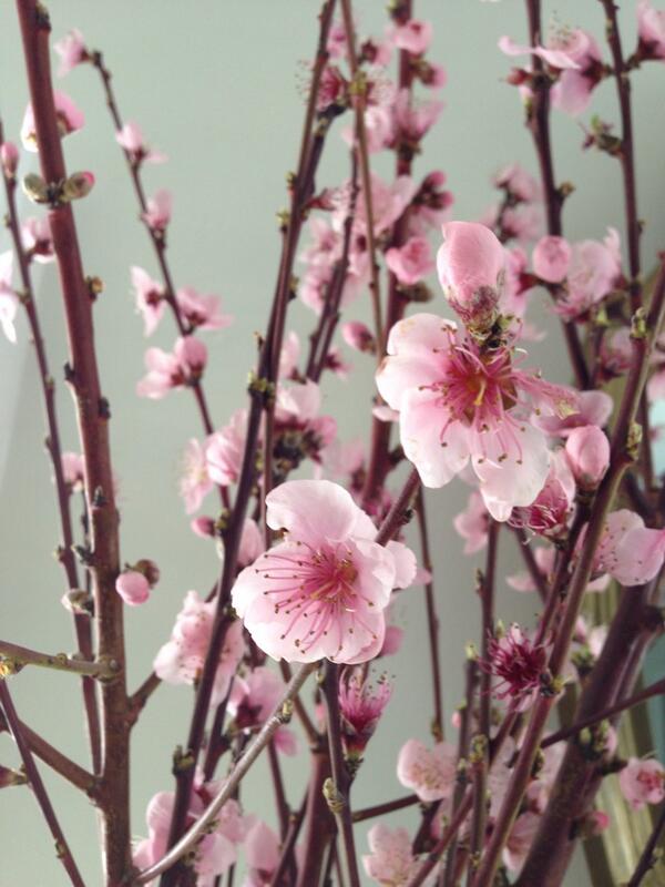 KimberlyMetcalf's tweet photo. Peach blossom branches. #atwatervillage #farmersmarket http://t.co/YB2UiaesRr