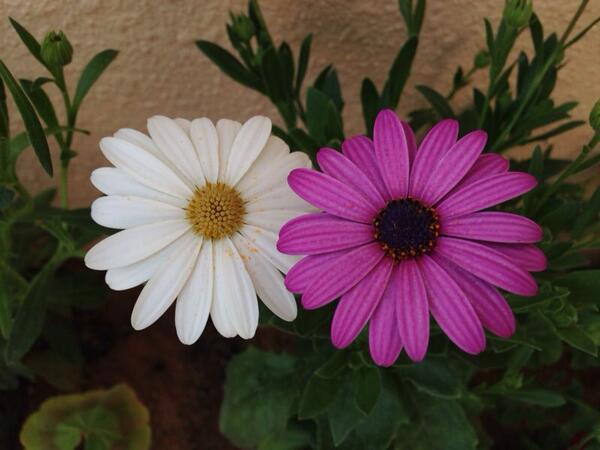 malloabdullah's tweet photo. http://t.co/8d2TTHrZ1e