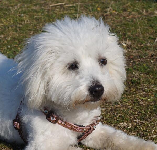 Hannah_M_Day's tweet photo. Willow enjoying the sunshine today, now we're ready to see who wins Best in Show! #Crufts http://t.co/Qk8HEjUBRf