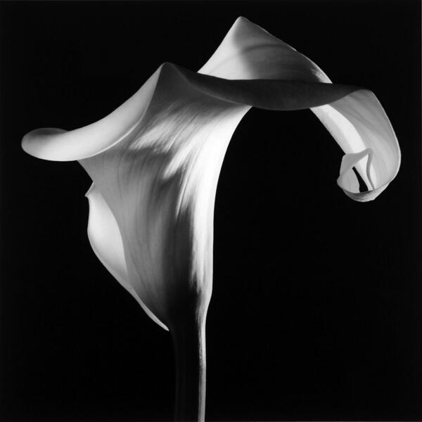 'The more pictures you see, the better you are as a #photographer' Robert #Mapplethorpe @MapplethorpeFdn