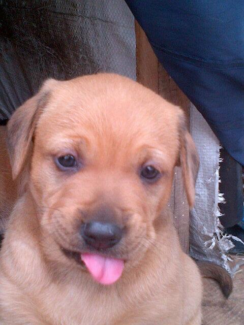 briam_david's tweet photo. @NPlanetaRCN hermoso cachorro en mongui, boyaca http://t.co/5POWC4jiDX