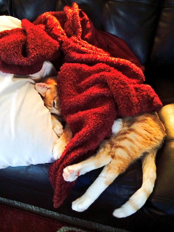 tonilenzora's tweet photo. #lazysunday #Gibson http://t.co/Hz27dBGtxj