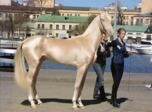 Soy_DePueblo's tweet photo. Este caballo está considerado el más precioso del MUNDO http://t.co/Y70bJ17KcQ