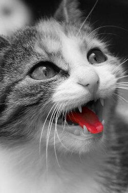 Katzenspielzeug's tweet photo. Bitte helft uns zu helfen durch Retweet. Vielen Dank an alle die uns unterstützen...
http://t.co/EjSWUB1Oyz http://t.co/JUhURCFFo3