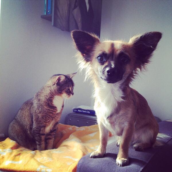 dogfriendlyblog's tweet photo. Our Best In Show winner (with friend) #crufts http://t.co/Yoh31l06Uz