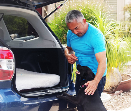 cesarmillan's tweet photo. Do you have a Black Lab or a Black Lab mix like Misty from Friday's premiere episode of #Cesar911? http://t.co/PajQagBbJK