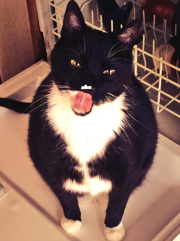 Sebbalicious's tweet image. I iz ferochus tigrr. RAAAWR!