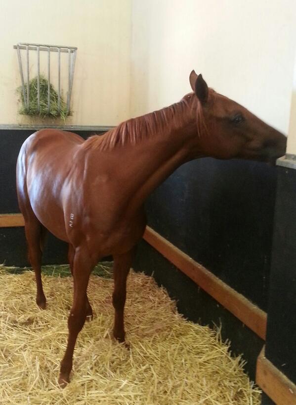 LTD_RacingClub's tweet photo. The Chillan Wonder relaxing in his box after strutting his stuff at the @FirstLight_FLR yearling parade #only1LTD http://t.co/uklTJWTiip