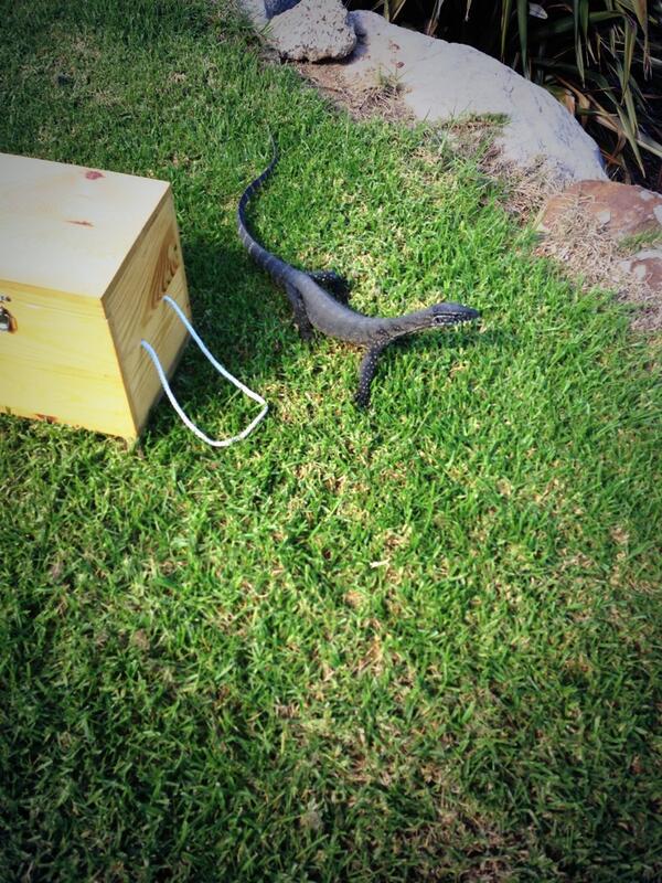 JeremyClarkson's tweet photo. That is one big motherfucking earwig http://t.co/jggyHfJXSO