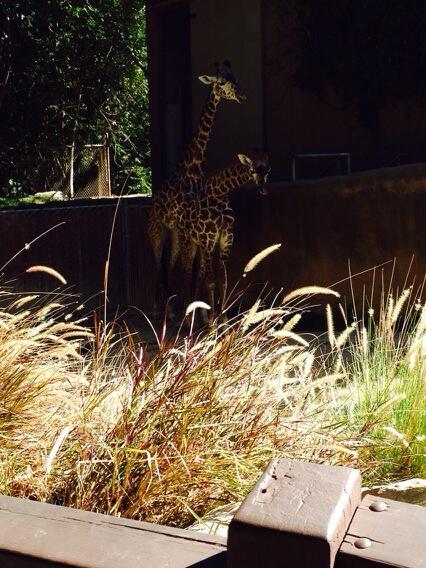 @dannywylde  and I went to the LA zoo today! 😳 HOT as hell out. But we kissed and looked at these giraffes<a class="tags" target="_blank" title="On Twitter" href="/?out=eyJ0eXAiOiJKV1QiLCJhbGciOiJIUzUxMiJ9.eyJpYXQiOjE3MjMxNjQyNjMsImlzcyI6InR3cG9ybnN0YXJzLmNvbSIsIm5iZiI6MTcyMzE2NDI2MywiZXhwIjoxNzU0NzAwMjYzLCJyZWRpcmVjdF91cmwiOiJodHRwczovL3R3aXR0ZXIuY29tL2Rhbm55d3lsZGUifQ.qoKa2eY97n8qhyJ3avoV416wjM9tmLmbjZMdhsoYbvK2fLveD8MpjZU1C2GLszxCKMY6DCytU43AtaqySwfduw">@dannywylde</a><a href="/tag/losangeles"class="tags"><span>#losangeles</span></a>