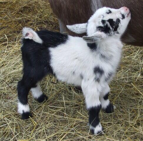 AdorOverLoad's tweet image. One simply can't resist this goat!!!