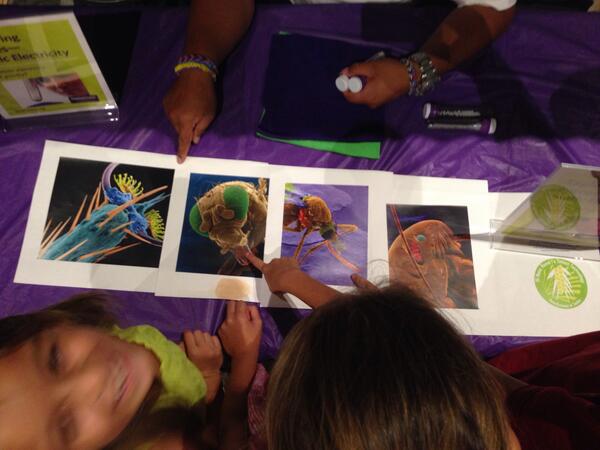 ahia808's tweet image. Fly foot, mosquitos, fleas up close! Thanks UH MĀNOA @Imiloa #JTTU #HI-Nano