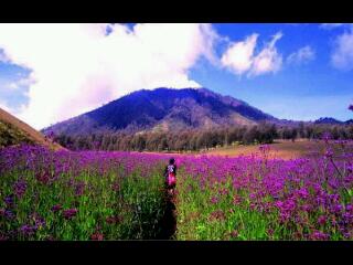 InfoSemeru's tweet photo. RT@KartuPos Padang Lavender Oro-Oro Ombo, Gunung Semeru, Jawa Timur, #Indonesia http://t.co/kxkK0nC9YJ via @FunAdventure_