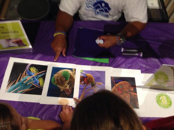 ahia808's tweet image. Whoa! Nano pix of bugs! Thanks @UHManoaNews ur nano pix are rocking our #NanoDays @Imiloa  @SWNISENet @nisenet #JTTU