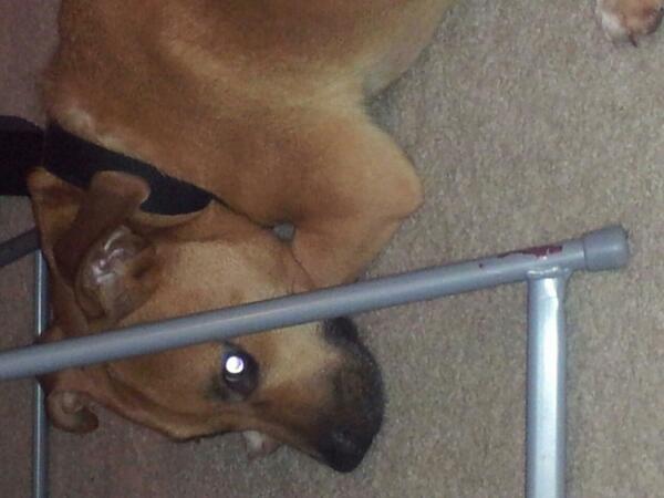 MaxJordan_23's tweet photo. Relaxing watching walking dead http://t.co/cYQxBya1ci