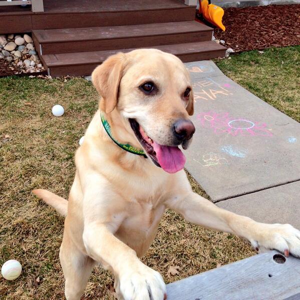 ATimock's tweet image. @Boulevard_Beer My beer retriever Mowgli is always ready for FAC! #FurbabyAfterClass #drygoodsswag