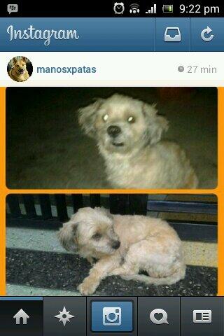 2M_ariangel0's tweet photo. Este perrito fue abandonado. Se encuentra en situacion de calle, ayuda a encontrarle un hogar. 04244906715 http://t.co/seDaVWbEXB