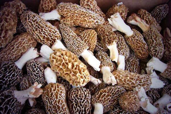 #morel #mushrooms available this week!! Email me!